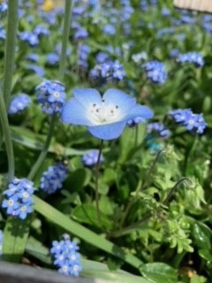 21 04 16 R3屋上園芸